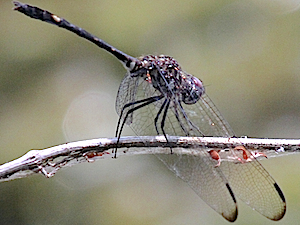 Swift Setwing - Dythemis velox